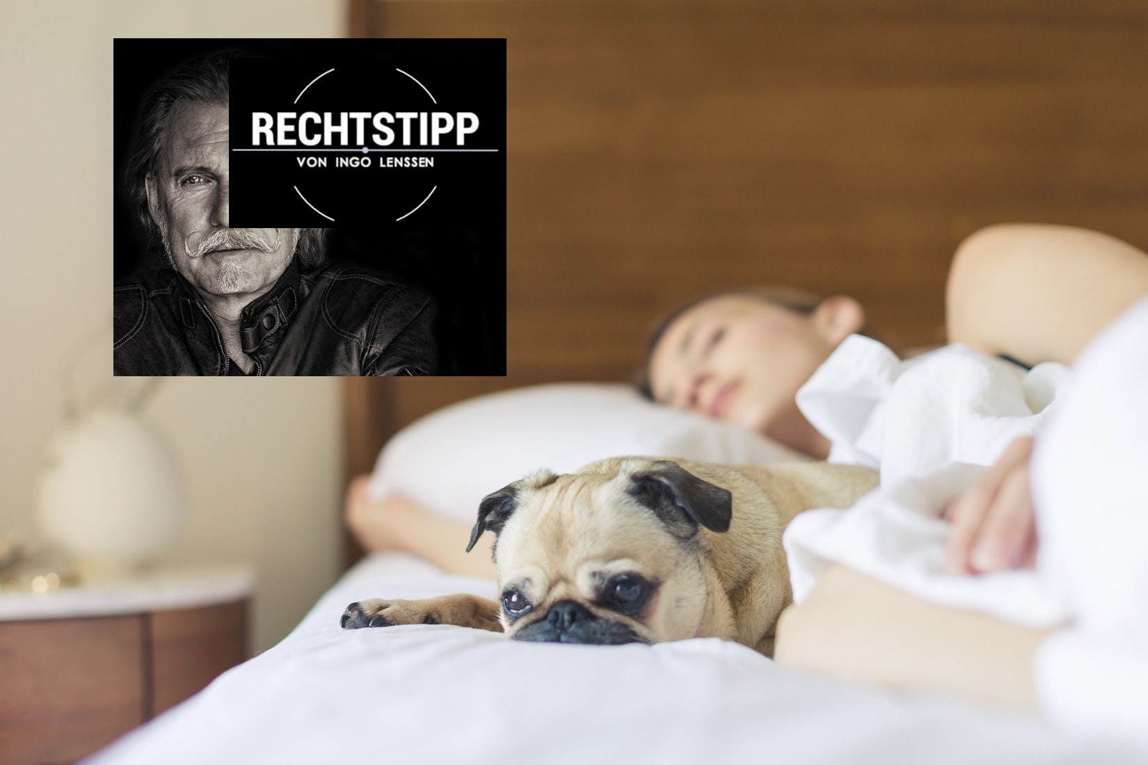 bed-bedroom-cute-dog _pexels